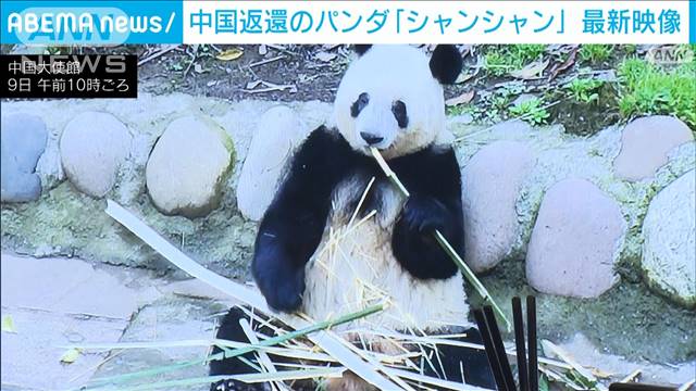 シャンシャン最新映像　中国で元気に過ごす姿を公開