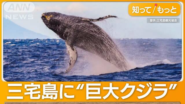 なぜ？三宅島に巨大クジラ　潮吹きに海面ジャンプも？…東京でホエールウォッチング