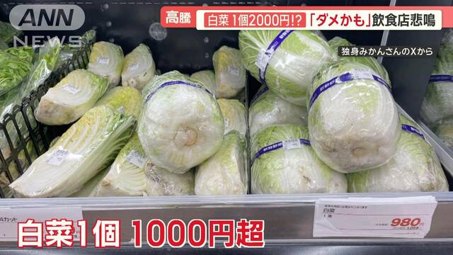 白菜“1個2000円”！？SNSで「もうダメかも」…キャベツも高騰　農家「出荷できない」