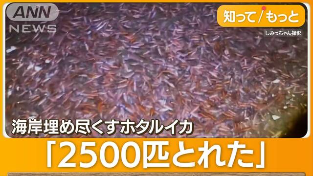 ホタルイカ記録的な豊漁　海岸埋め尽くし…すくい放題　都内でも激安「去年の3分の1」