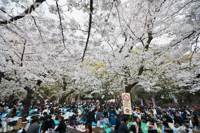 夏日続出！週末のお花見は暑い　見頃エリアで25℃超え　お花見で使える桜ネタ5選