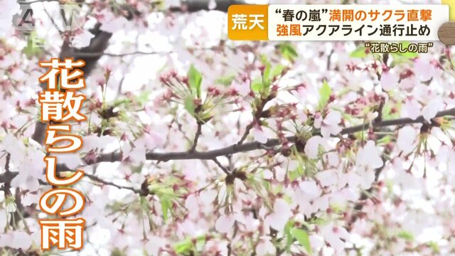 “春の嵐”満開の桜直撃…“花散らしの雨”に　強風でアクアライン一時通行止め