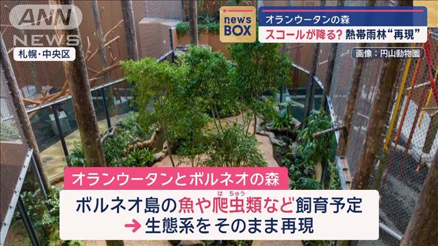 スコールが降る？オランウータンの森を動物園に“完全再現”