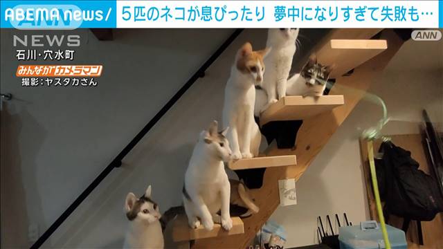 5匹のネコがキュートにシンクロ！大好きなねこじゃらしに夢中になりすぎて…