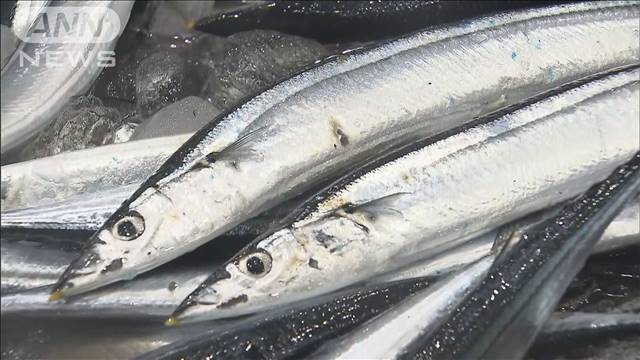 サンマの「適切な漁獲枠」が焦点　海洋資源の国際会議始まる