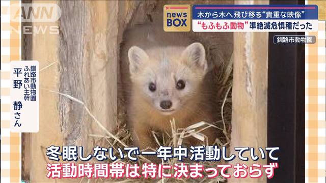 “もふもふ動物”準絶滅危惧種だった　木から木へ飛び移る貴重な映像