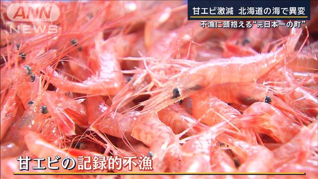 北海道の海に“異変”甘エビ不漁で頭抱える“日本一の町”原因はイワシ“大量発生”