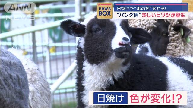 “パンダ柄”珍しいヒツジが誕生　日焼けで“毛の色”変わる！