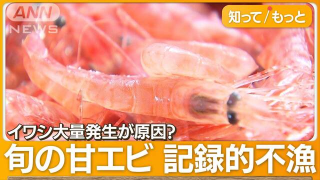 旬の甘エビ、記録的不漁で危機　“イワシ大量発生”原因か　寿司屋「八方ふさがり」