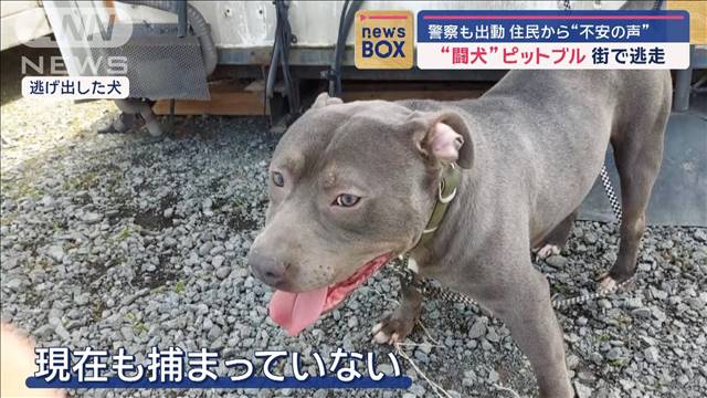 “闘犬”ピットブルが街で逃走　警察も出動　住民から“不安の声”