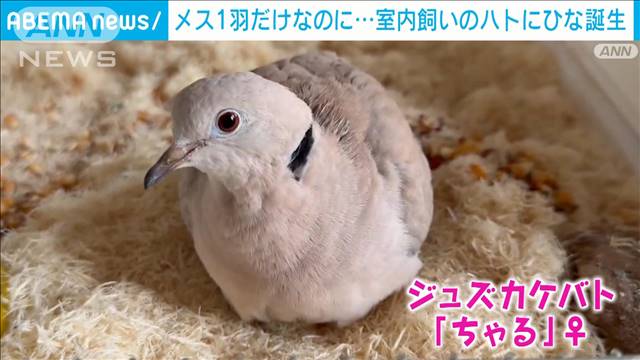 世界が驚嘆！一羽のメスのハトしか飼っていないのに「まさかのひな」誕生？