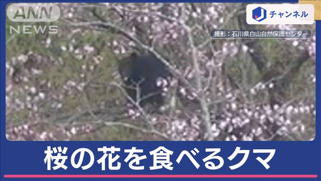 なぜ？桜の花を食べるクマ　花見の名所は厳重警戒