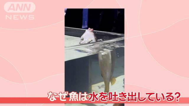 「ピュピュピュッ」 まるでお魚の噴水ショー　縦泳ぎで“顔出し”も　なぜ水を吐く？