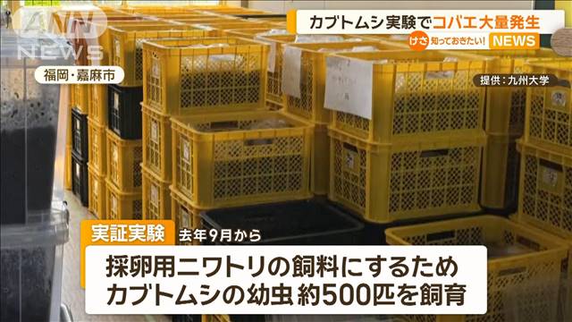 九州大学の実験施設で“コバエ大量発生”　カブトムシの幼虫500匹飼育…えさが原因か