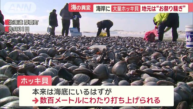 【海に異変】なぜ?イワシの大群や大量のホッキ貝、ホタルイカも...日本各地で大量発生