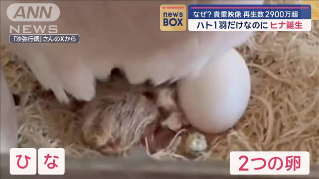 ハト1羽だけなのにヒナ誕生…なぜ？　貴重映像　再生数2900万超