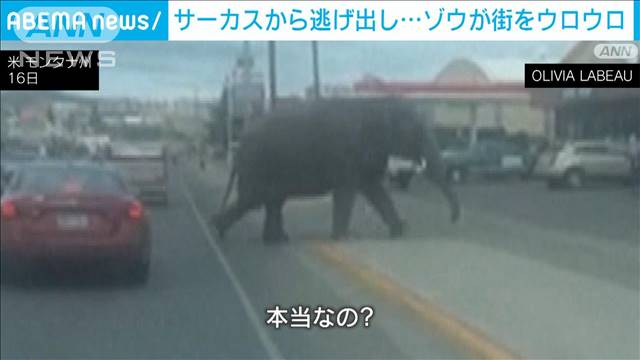 ゾウが街をウロウロ　サーカスから逃げ出し…　アメリカ・モンタナ州