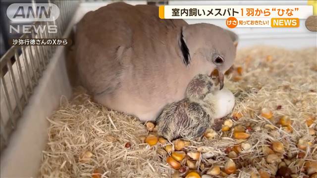 “奇跡のひな”誕生…“室内飼い”メスのハト1羽から　飼い主「オスは見たことない」