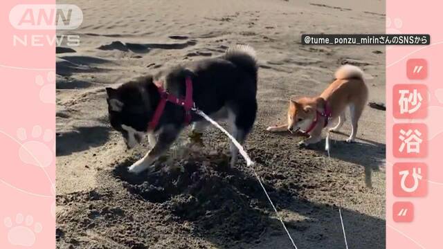 「砂浴びたいワン」　“穴掘り”ワンちゃんの後ろで“土まみれ”　なぜ浴びに行く？