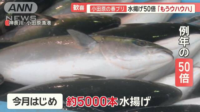 “例年の50倍”小田原でブリ大豊漁　静岡“激減サクラエビ”が復活　なぜ？