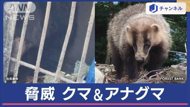 史上初　秋田県が4月にクマ出没警報　児童ら襲った「アナグマ」とは？