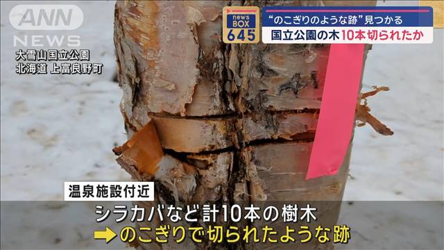 “のこぎりのような跡”見つかる　国立公園の樹木10本切られたか