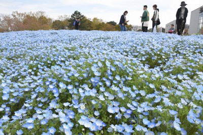 青く染まるダム湖のほとり　ネモフィラ70万本見ごろ　大分・杵築