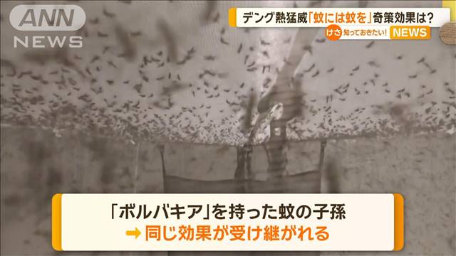 ブラジルでデング熱が猛威…「蚊には蚊を」奇策効果は？