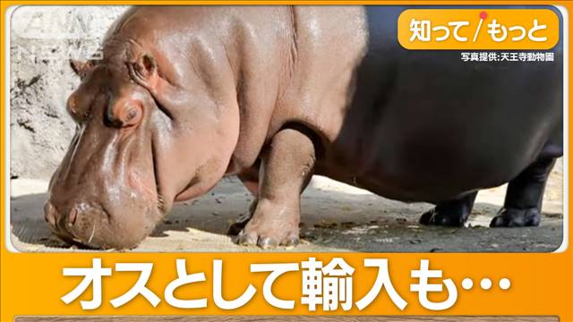 天王寺動物園の人気者カバ「ゲンちゃん」DNA鑑定でまさか…実はメス 12歳まで気づかず