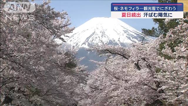 桜・ネモフィラ…観光客でにぎわう　関東〜近畿で夏日続出！ 汗ばむ陽気に