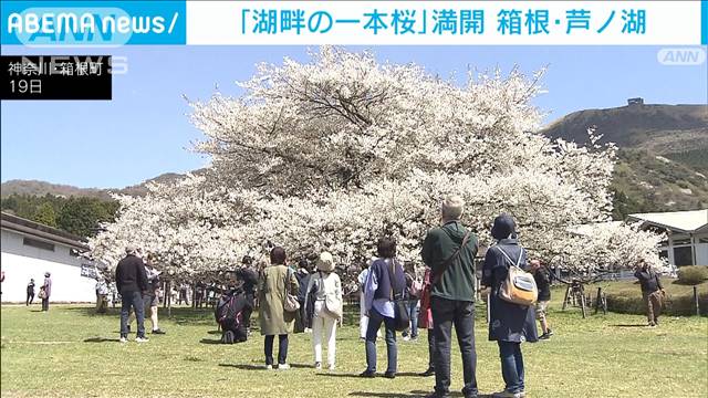 「湖畔の一本桜」が満開　箱根・芦ノ湖にも春の訪れ