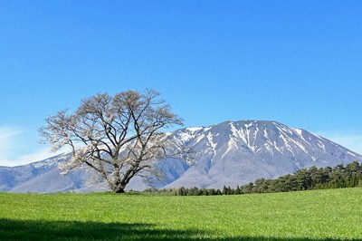 一本桜満開　残雪の岩手山従え雄大に　岩手・小岩井農場