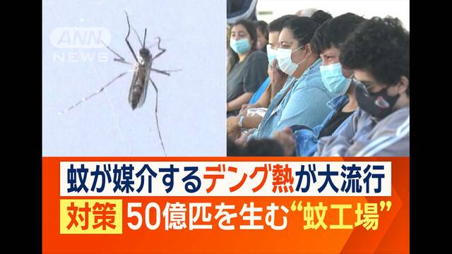 デング熱が猛威　「蚊を蚊で駆除する」対策…年間50億匹を飼育“蚊工場”とは？