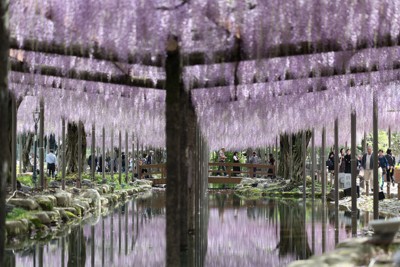 春風に揺れる紫のカーテン　愛知・天川公園でフジの花見ごろ　