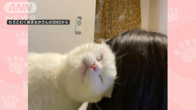 ネコちゃん「顔グリグリ」 その後も…飼い主さんの髪へ一心不乱に「頭ゴシゴシ」