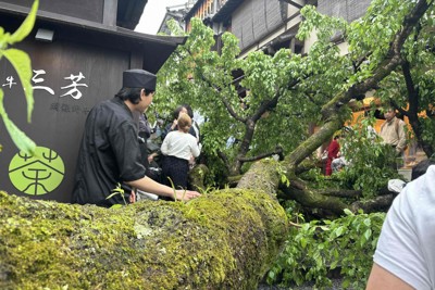 「聞いたことのない音と悲鳴」　遠足引率の教員重傷　産寧坂の桜倒木