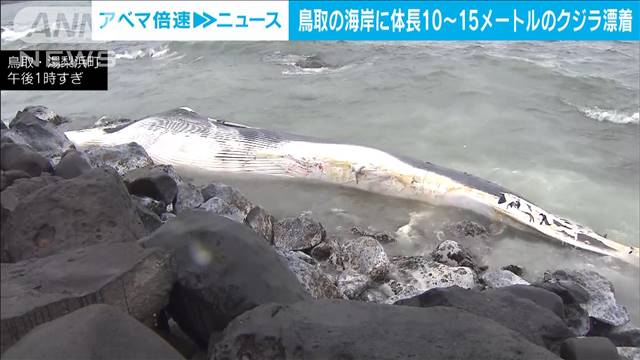 鳥取の海岸に体長10〜15メートルのクジラ漂着