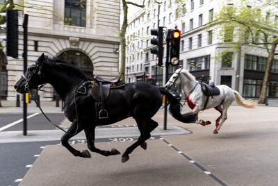 ロンドンで騎兵隊の馬が暴走、4人けが　ベンツやバスに衝突