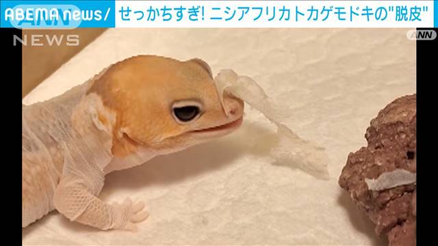 せっかちすぎ！　ニシアフリカトカゲモドキの“脱皮”