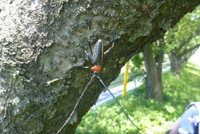 “赤いマフラー”のアイツを食い止めろ　再び忍び寄る「桜の敵」