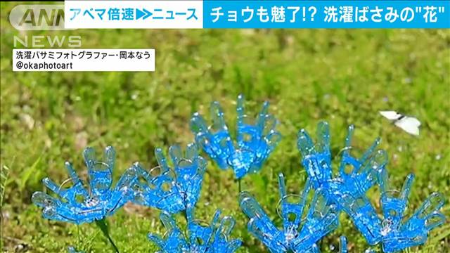 チョウも魅了！？　洗濯ばさみの“花”