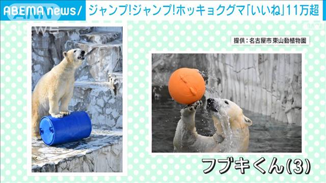 ドラム缶めがけて大ジャンプ！！アクティブすぎるホッキョクグマに11万超「いいね」