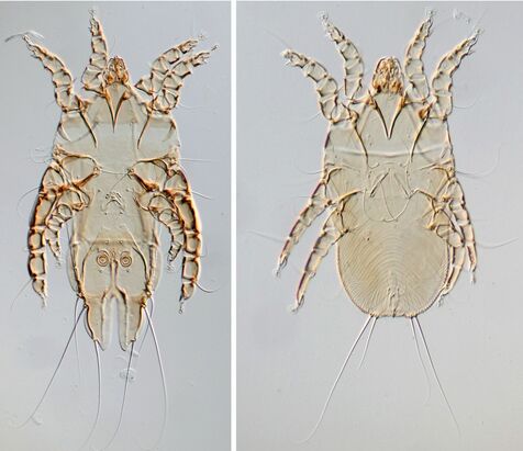 天然記念物ヤンバルクイナの羽を掃除する「良いダニ」発見　沖縄で新種　東邦・法政大のチーム「絶滅の危機」