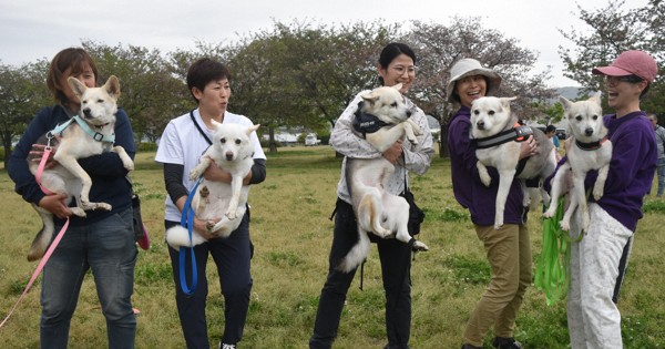 生きてまた会えた　6匹の“きょうだい”犬　「そっくりでびっくり」