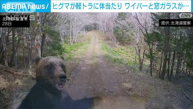 ヒグマが軽トラに体当たり ワイパーと窓ガラスが…