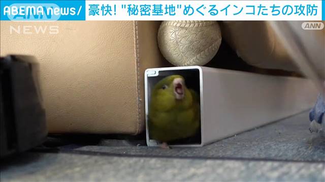 「いいビビりっぷり」“怪獣”のどっきり登場にオカメインコがのけぞりながら大仰天