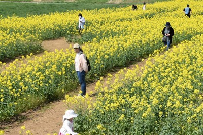 一面に咲き誇る春の黄色　計98haの菜の花見ごろ　青森県横浜町