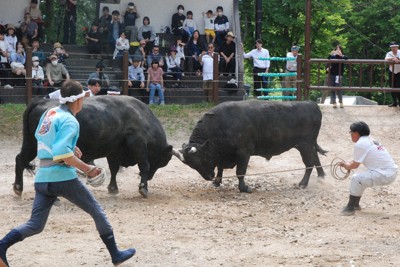 80歳相当のベテラン黒牛、若牛に胸を貸し　「牛の角突き」取組披露