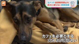 ネット上で違法な売買も　犬や猫の「店頭販売禁止」後もフランスで減らない“捨てられるペット”