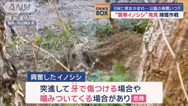 “襲撃イノシシ”発見　GWに男女かまれ…捕獲作戦　公園の再開いつ？　愛知・森林公園